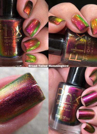 Phoenix Indie - Broad Tiled Hummingbird