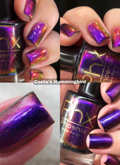 Phoenix Indie - Costa's Hummingbird