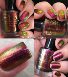 Phoenix Indie - Broad Tiled Hummingbird