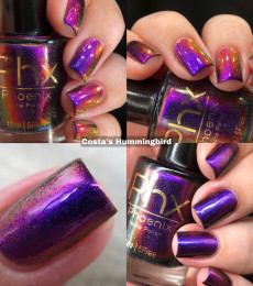 Phoenix Indie - Costa's Hummingbird