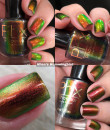 Phoenix Indie - Allen's Hummingbird 